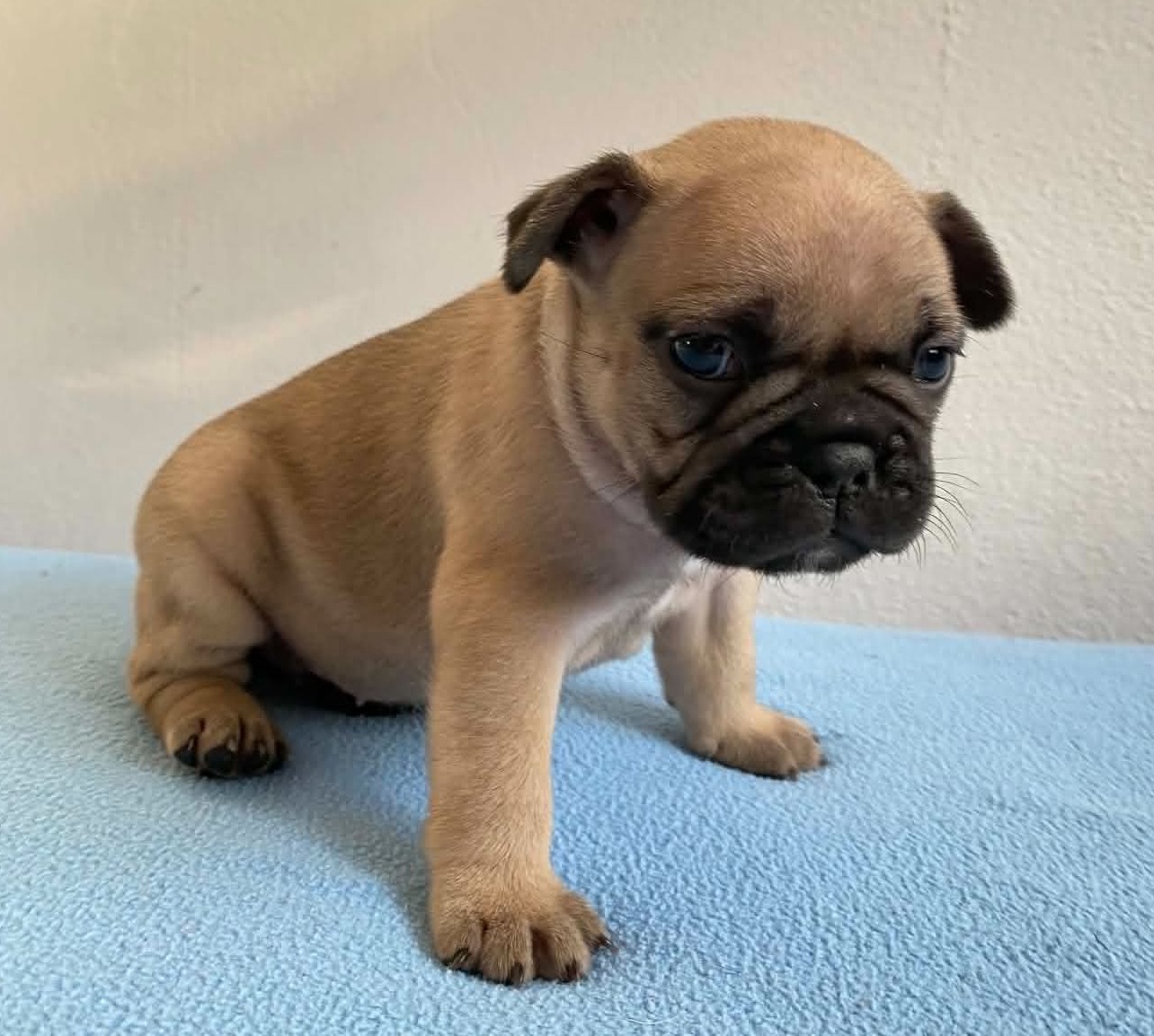 Flash Frenchies Litter J